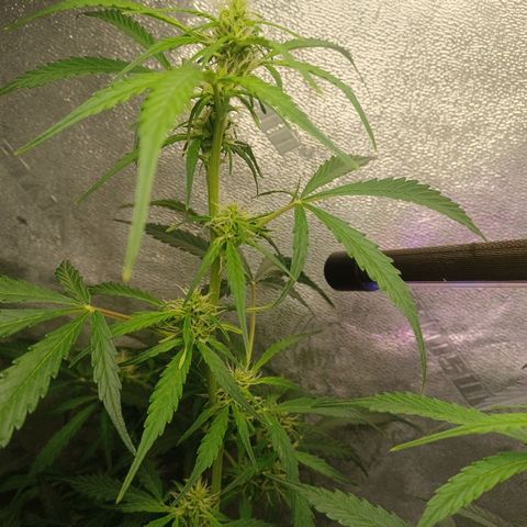 Gorilla Glue Auto growlog timeline photo