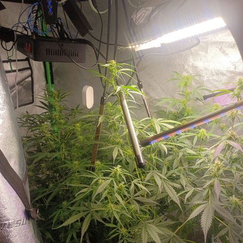 Gorilla Glue Auto growlog timeline photo