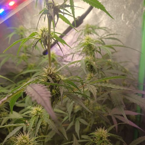 Gorilla Glue Auto growlog timeline photo