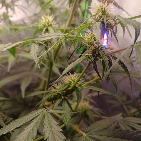 Gorilla Glue Auto growlog timeline photo