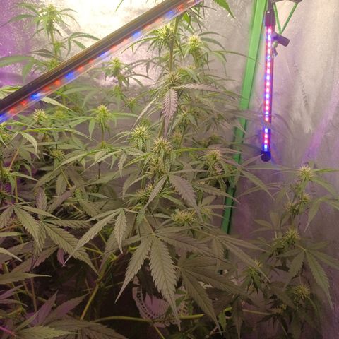 Gorilla Glue Auto growlog timeline photo