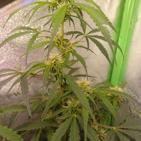 Gorilla Glue Auto growlog timeline photo