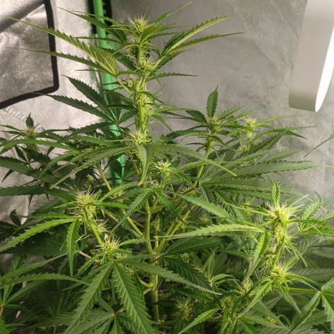 Gorilla Glue Auto growlog timeline photo