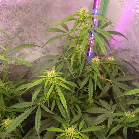 Gorilla Glue Auto growlog timeline photo