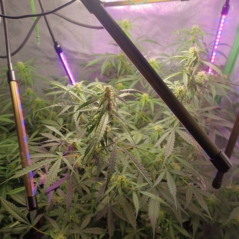 Gorilla Glue Auto growlog timeline photo