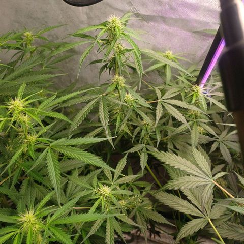 Gorilla Glue Auto growlog timeline photo