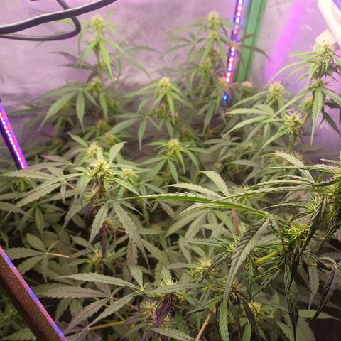 Gorilla Glue Auto growlog timeline photo