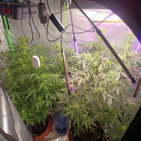 Gorilla Glue Auto growlog timeline photo
