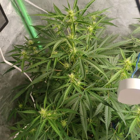 Gorilla Glue Auto growlog timeline photo
