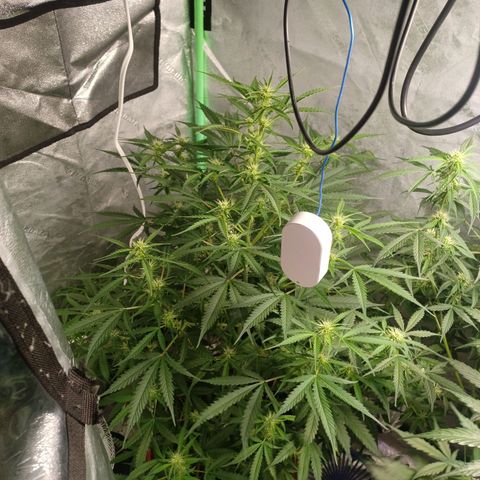 Gorilla Glue Auto growlog timeline photo