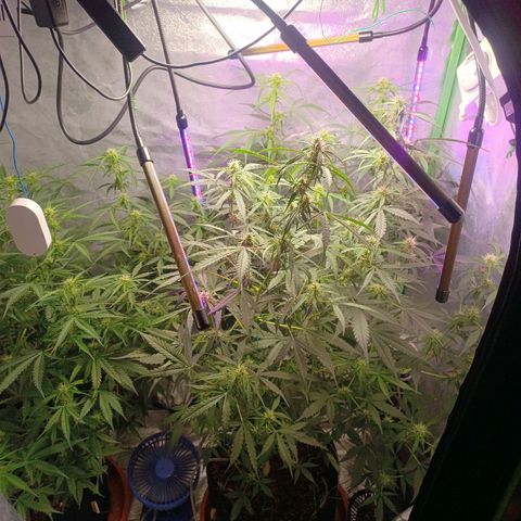 Gorilla Glue Auto growlog timeline photo