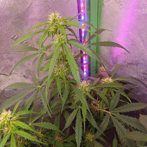 Gorilla Glue Auto growlog timeline photo