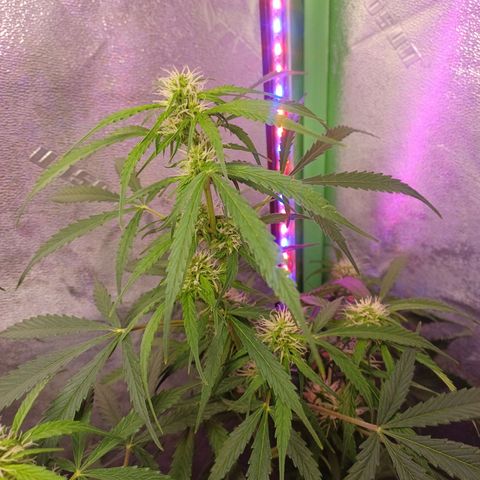 Gorilla Glue Auto growlog timeline photo