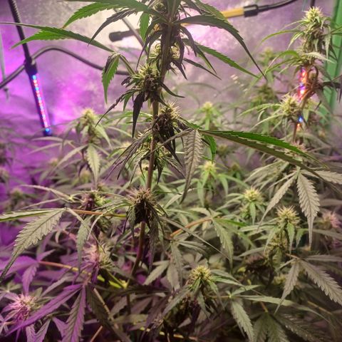 Gorilla Glue Auto growlog photo: Early morning photos