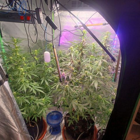 Gorilla Glue Auto growlog photo: Early morning photos