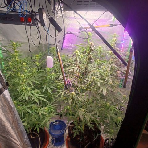 Gorilla Glue Auto growlog photo: Early morning photos
