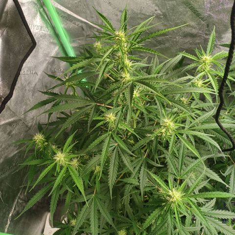 Gorilla Glue Auto growlog photo: Early morning photos