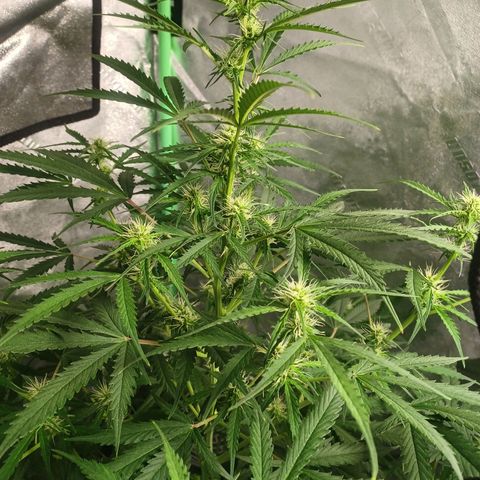 Gorilla Glue Auto growlog photo: Early morning photos