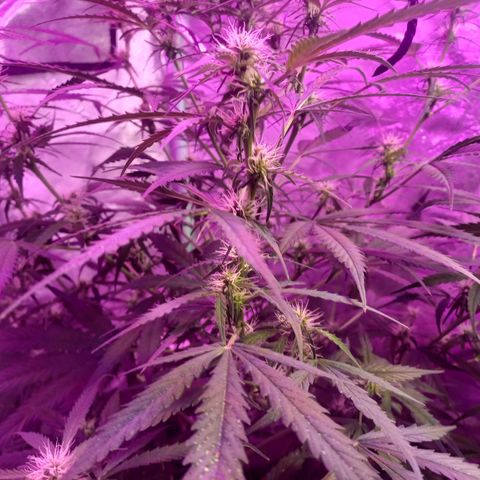 Gorilla Glue Auto growlog photo: Early morning photos