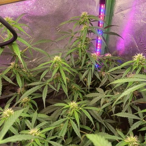 Gorilla Glue Auto growlog photo: Early morning photos