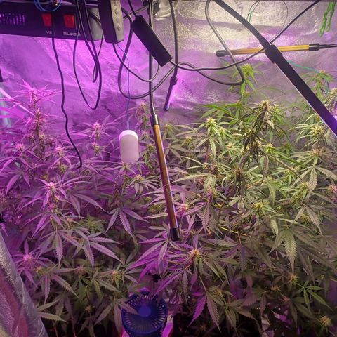 Gorilla Glue Auto growlog photo: Early morning photos