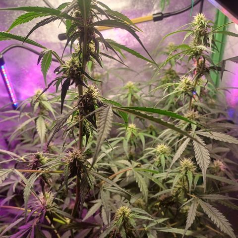 Gorilla Glue Auto growlog photo: Early morning photos
