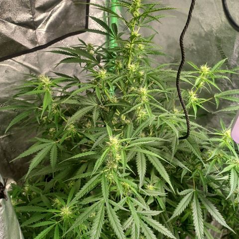 Gorilla Glue Auto growlog photo: Early morning photos