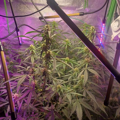 Gorilla Glue Auto growlog timeline photo