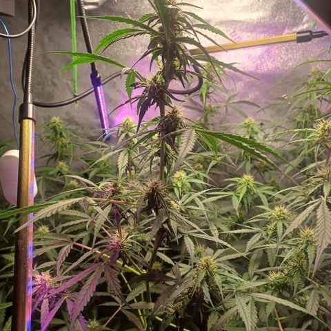 Gorilla Glue Auto growlog timeline photo