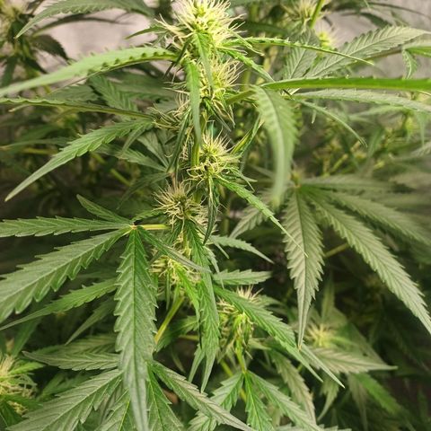 Gorilla Glue Auto growlog timeline photo