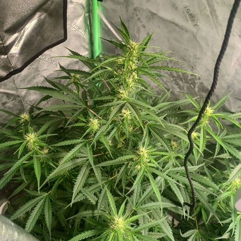 Gorilla Glue Auto growlog timeline photo