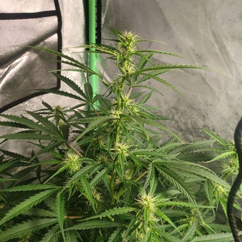 Gorilla Glue Auto growlog timeline photo