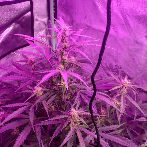 Gorilla Glue Auto growlog timeline photo
