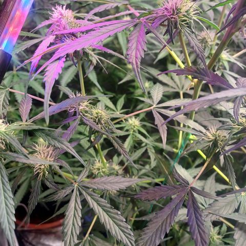 Gorilla Glue Auto growlog timeline photo