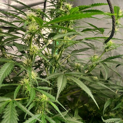 Gorilla Glue Auto growlog timeline photo