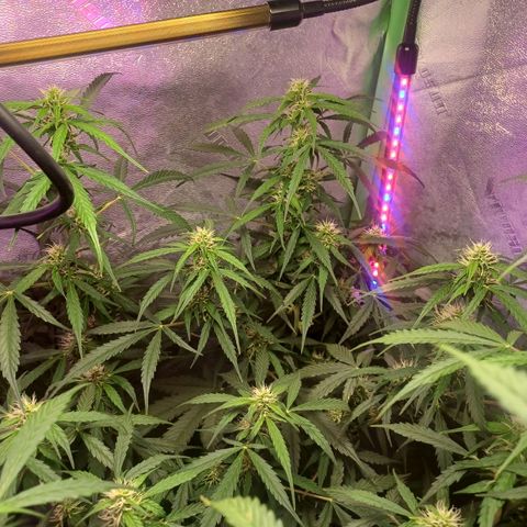 Gorilla Glue Auto growlog timeline photo