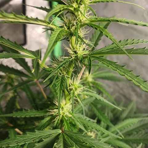 Gorilla Glue Auto growlog timeline photo