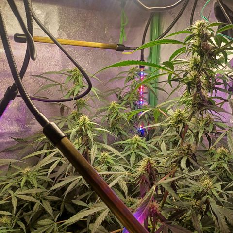 Gorilla Glue Auto growlog photo: 7am