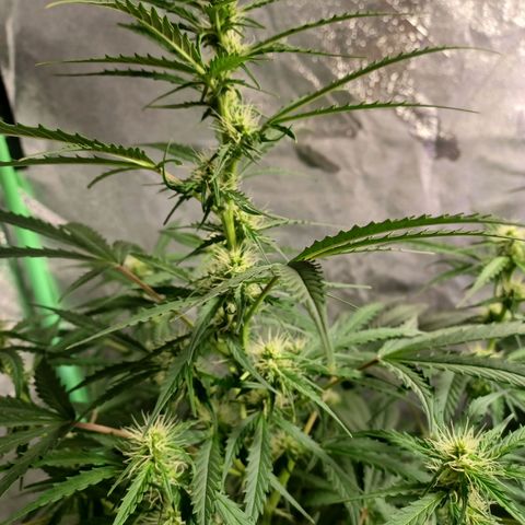 Gorilla Glue Auto growlog photo: 7am