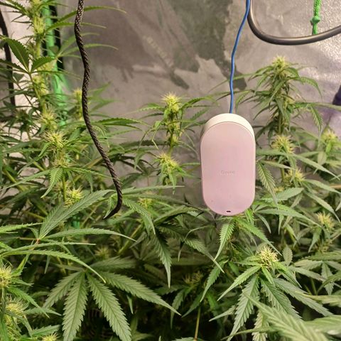 Gorilla Glue Auto growlog photo: 7am