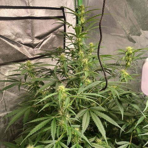 Gorilla Glue Auto growlog photo: 7am