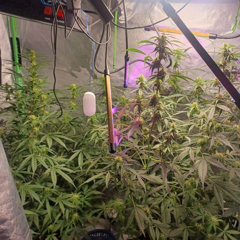 Gorilla Glue Auto growlog photo: 7am