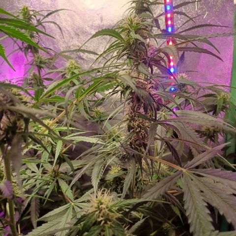 Gorilla Glue Auto growlog photo: 7am