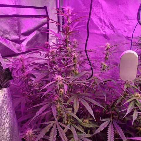 Gorilla Glue Auto growlog photo: 7am