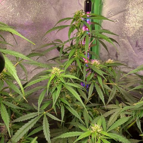 Gorilla Glue Auto growlog photo: 7am