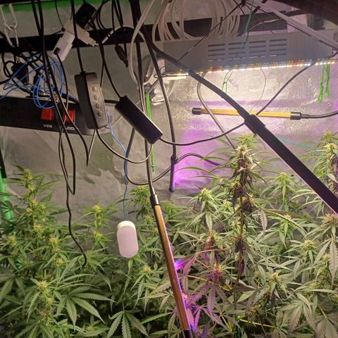 Gorilla Glue Auto growlog photo: 7am
