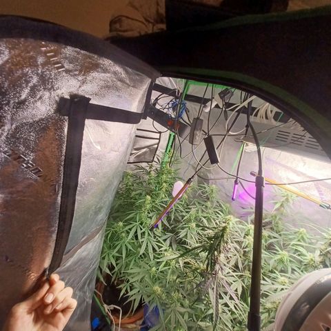 Gorilla Glue Auto growlog photo: 8:30am