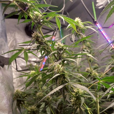 Gorilla Glue Auto growlog photo: 8:30am