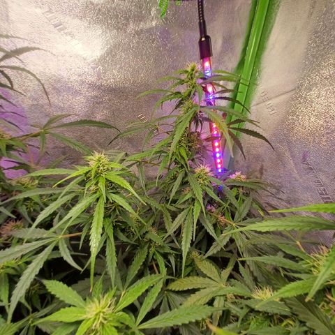 Gorilla Glue Auto growlog photo: 8:30am