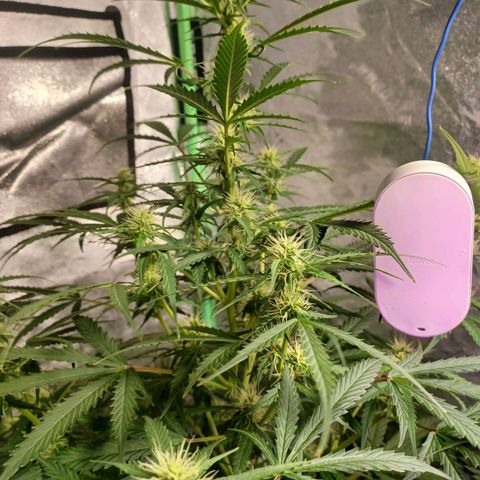 Gorilla Glue Auto growlog photo: 8:30am